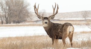 Man Under Investigation for Illegally Hunting 5 Mule Deer - Wide Open ...