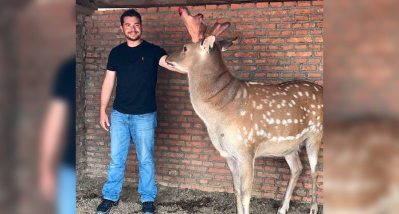 Crossbreed of Sika Deer and Elk in China - Wide Open Spaces