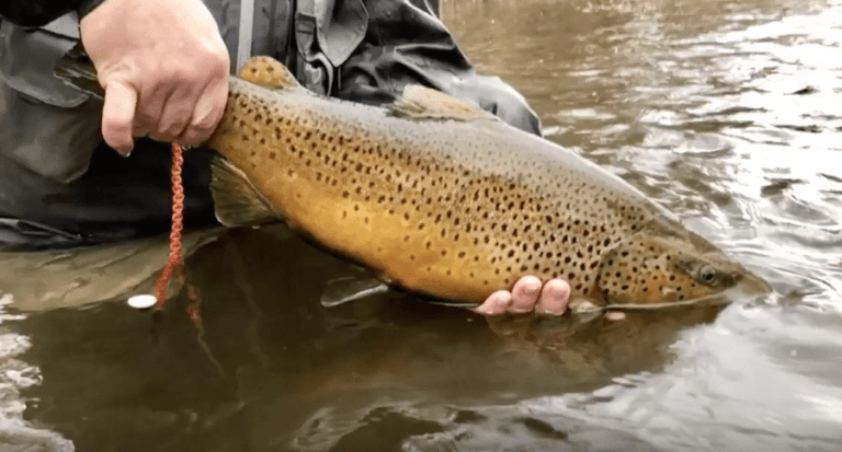 Check Out These Monster Sea-Run Brown Trout In Argentina - Wide Open Spaces