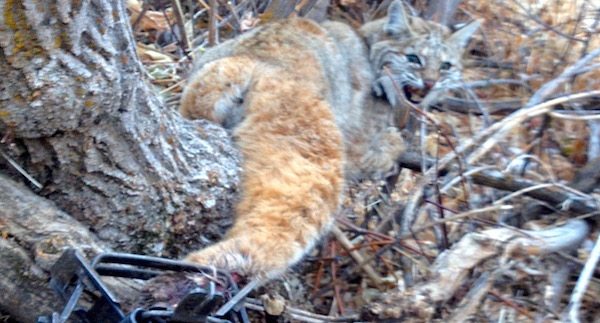 trapping bobcats