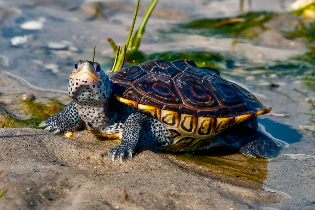 25 Best Turtle Puns - Funniest Turtle Puns and Jokes