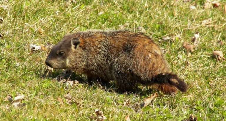 Wisconsin Senate Approves Woodchuck Hunting Bill - Wide Open Spaces