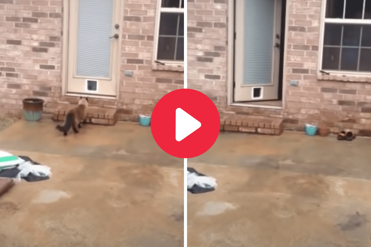 cat-decides-he-s-too-smart-to-use-the-cat-door