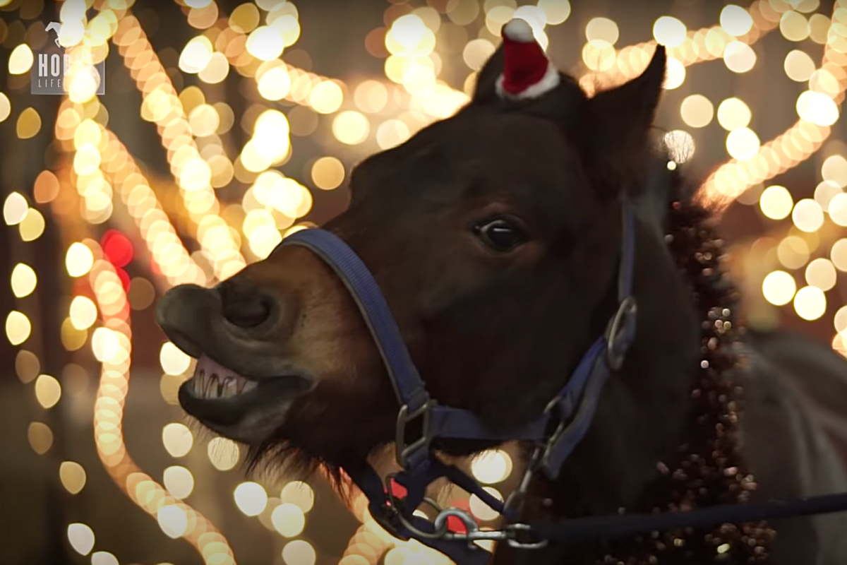 Cows Come Running to Soothing Sounds of Polka on the Accordion