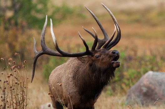 Best Places to Kill an Elk in the U.S.