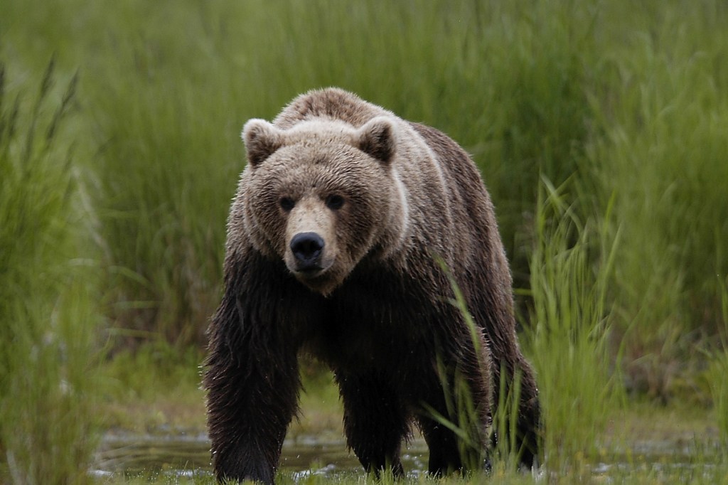 A Wyoming Elk Guide Once Fought Off a Grizzly with Knife to Save Female ...