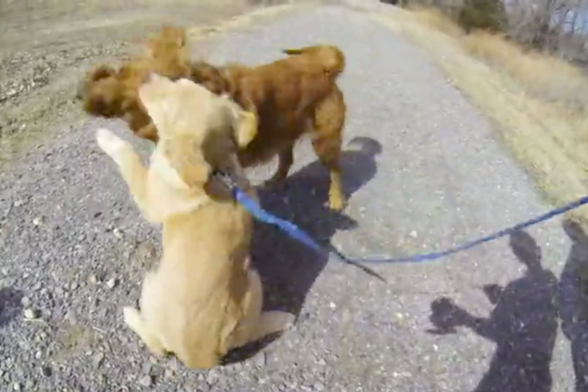 Let This Awesome Momma Lab and Her Puppies Remind You What Being a ...