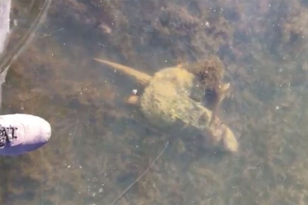 Snapping Turtle Stuck Under Ice Has Had Enough of Winter - Wide Open Spaces