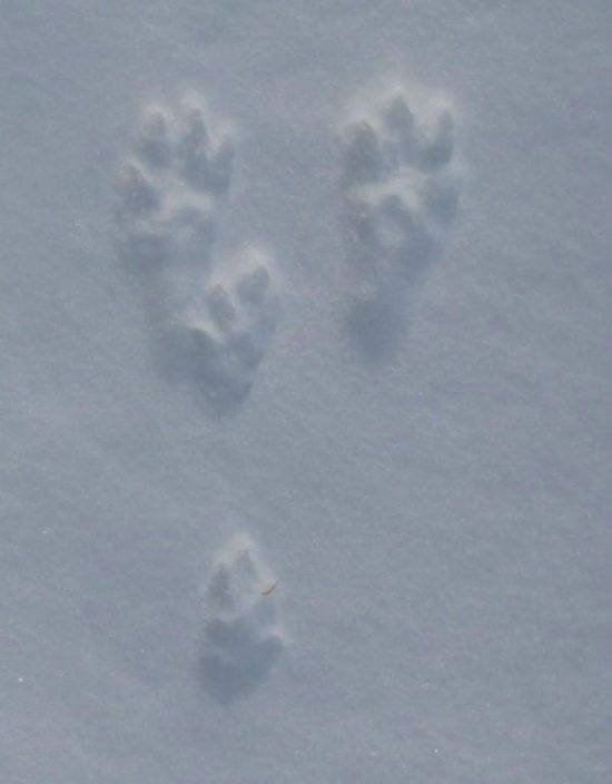 How to Tell the Difference Between Squirrel and Rabbit Tracks - Wide ...