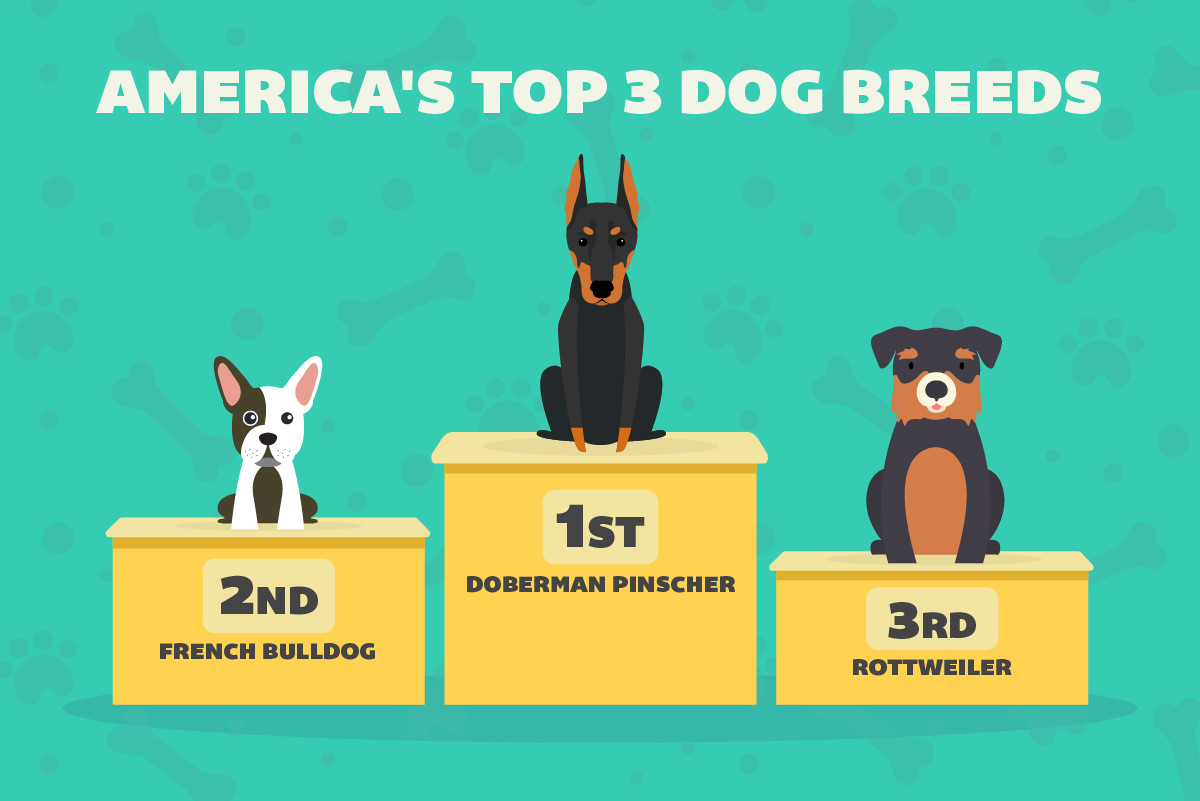 3 most store popular dog breeds