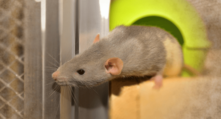 Virus Spreads from Pet Rats to Humans for the First Time in the U.S.