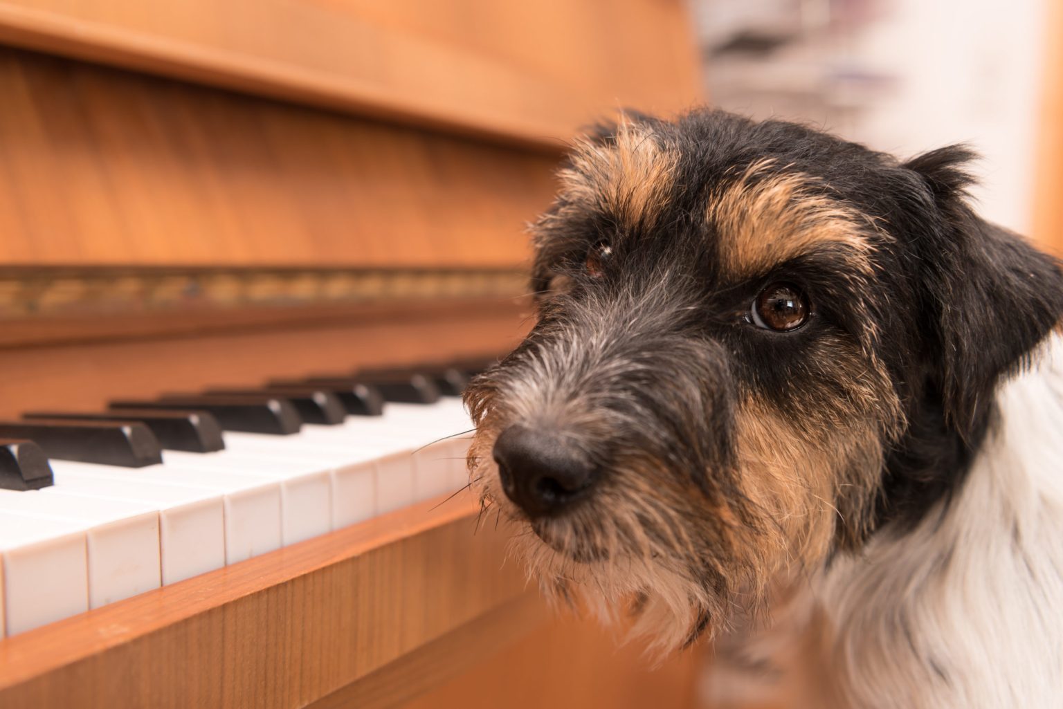 11-best-songs-about-dogs-from-country-to-classics