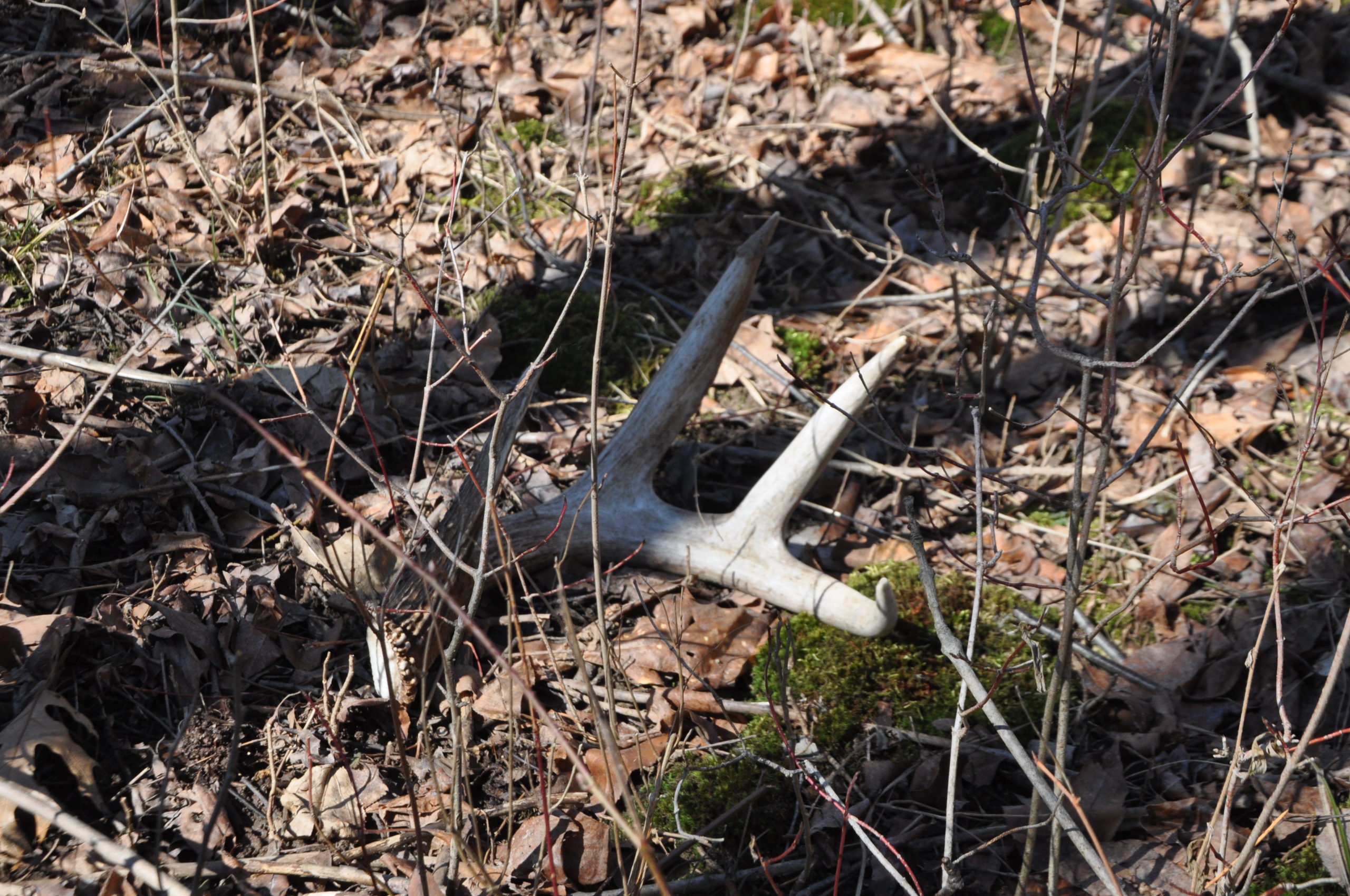These 6 Shed Hunting Mistakes Explain Why You Never Find Anything ...
