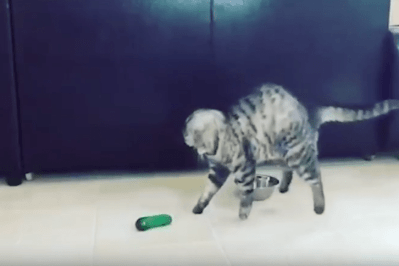 Cats Scared by Cucumbers Compilation 