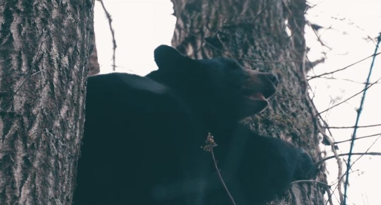 Ever Considered Hunting Black Bear With a Predator Call? - Wide Open Spaces