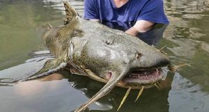 10 Crazy Catfish You Have to See to Believe - Wide Open Spaces