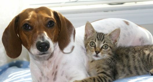 why-dog-breeds-look-different-and-cats-look-the-same