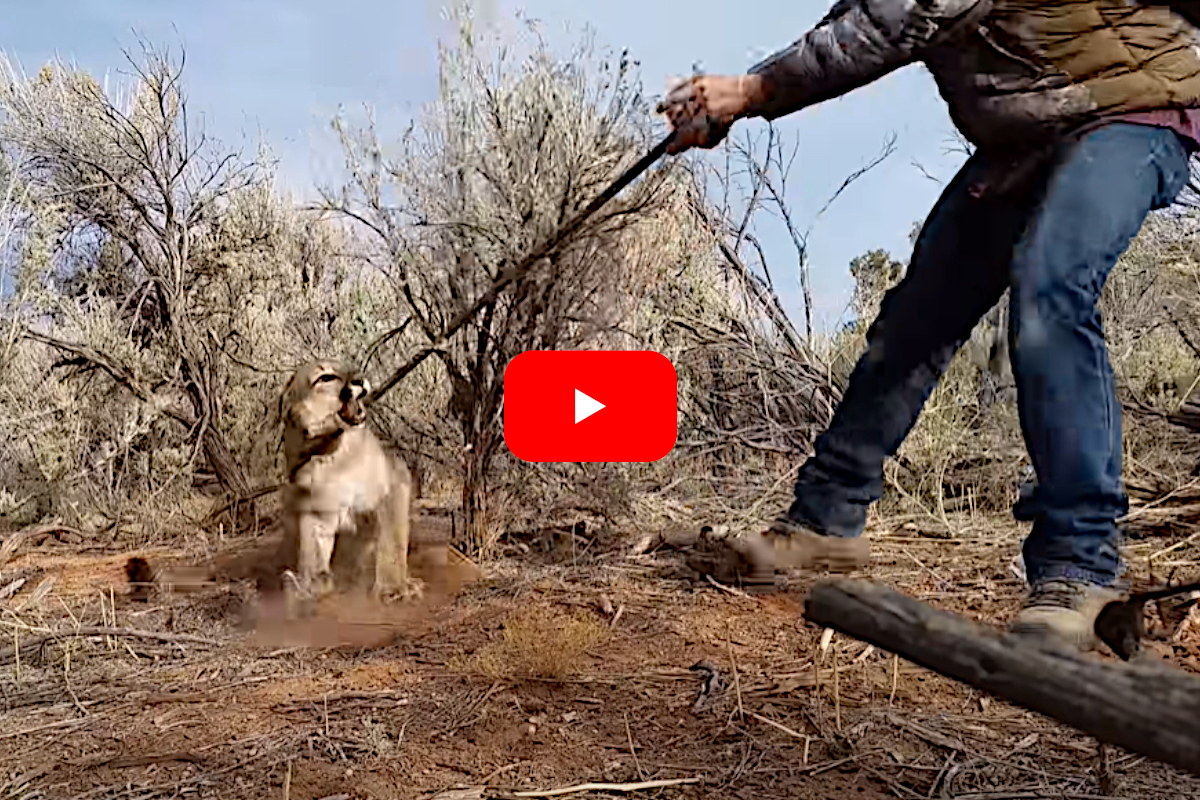 Lone Trapper Wrestles Mountain Lion To Free It From Snare - Wide Open ...