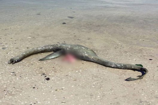 Bizarre Sea Creature Washed Ashore Down in Georgia - Wide Open Spaces