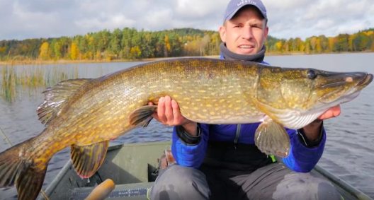 Video: Here’s Why You Need to Go Pike Fishing in Sweden - Wide Open Spaces