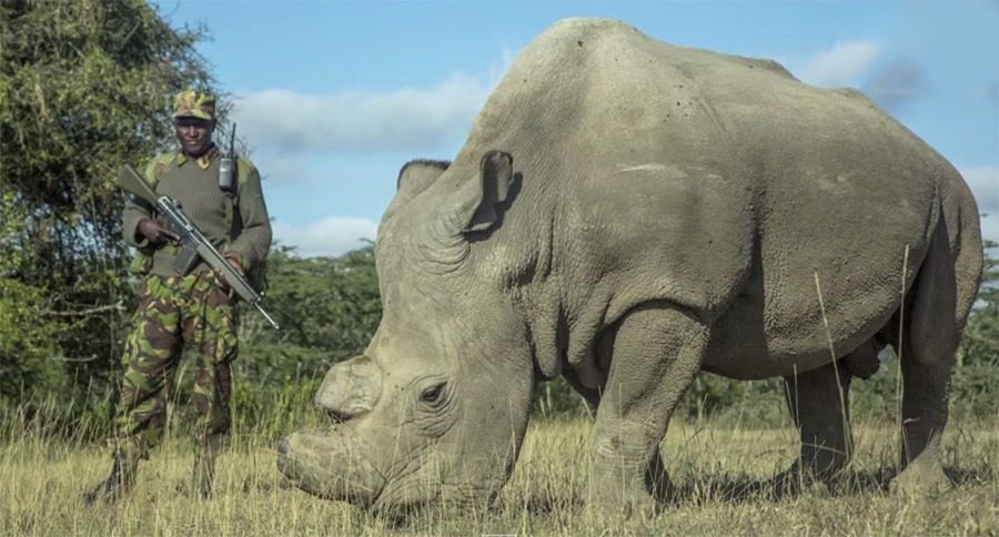 The Last Male Northern White Rhino Has Died - Wide Open Spaces