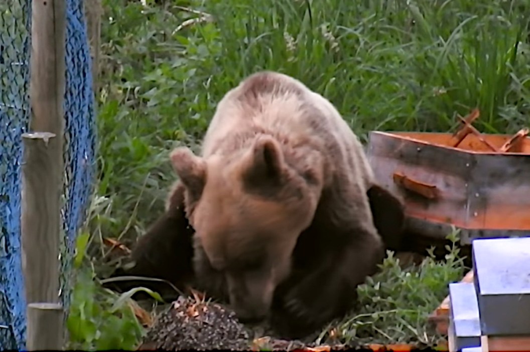 Tough Bear Shakes Off Hundreds of Bee Stings To Continue Attacking Hive ...