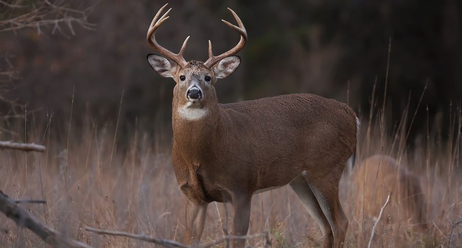 How to Create a Food Plot without Money or Resources - Wide Open Spaces