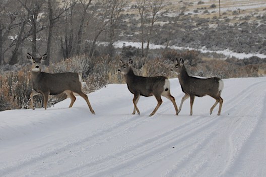 The Time a GPS-Collared Mule Deer Migrated a Staggering 242 Miles ...