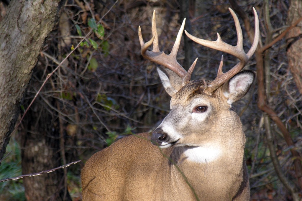 Video: Deer Takes a Nap in an Unusual Place - Wide Open Spaces