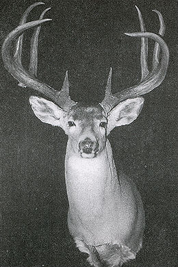 #WhitetailWednesday: Feast Your Eyes on 5 of the Biggest 8-Point Bucks Ever