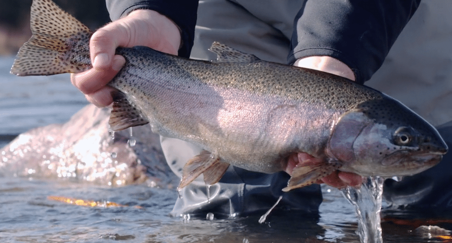 Fly Fishing On Utah's Green River Is Like Nothing Else - Wide Open Spaces