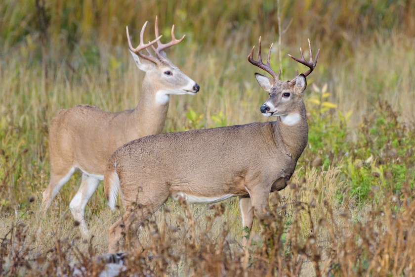 9 Deer Food Plot Tips to Apply to Your Hunting Strategy - Wide Open Spaces