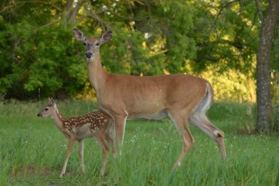 Amateur Footage Shows Doe Birthing 4 Fawns - Wide Open Spaces