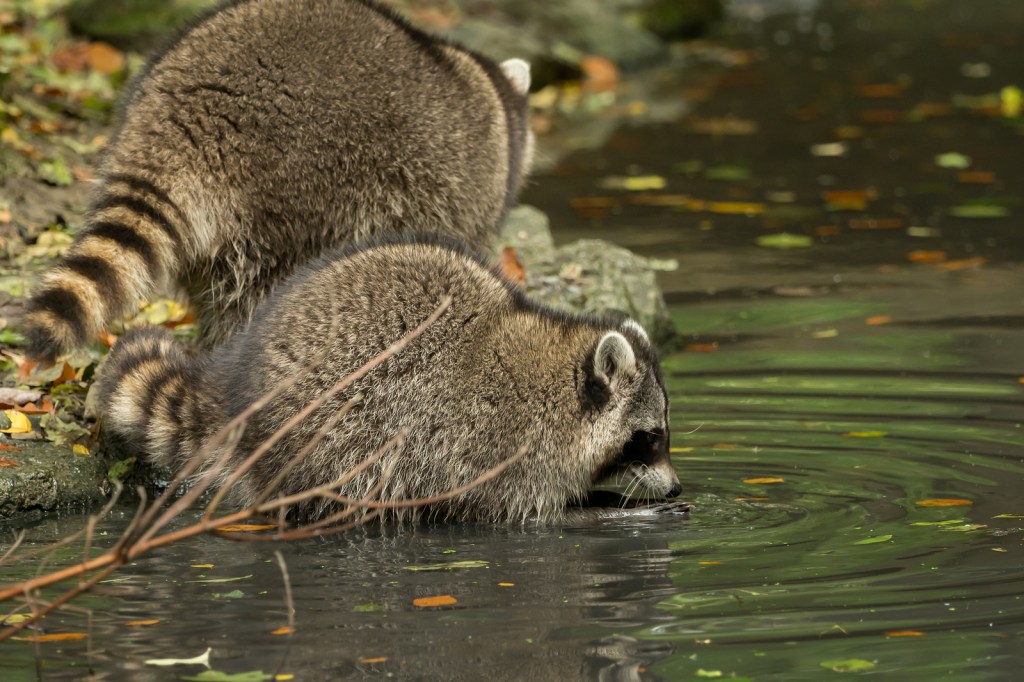 10 Animals That Eat the Most Crawfish