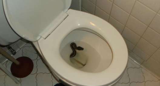 Python Found Slithering Its Way Up Virginia Beach Toilet