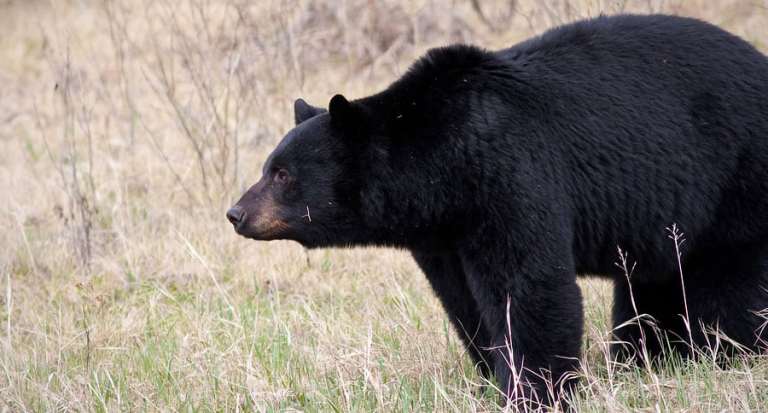 New Mexico Bear Hunting: The Details to Know Before You Go - Wide Open ...