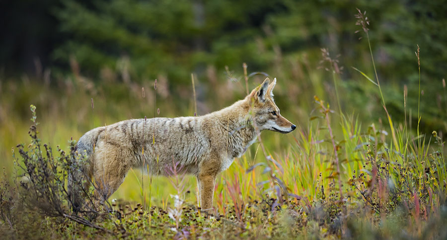 How To Keep Coyotes Away For Good - Wide Open Spaces