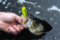 6 Gimmick Fishing Lures That Caught More Fisherman Than Fish