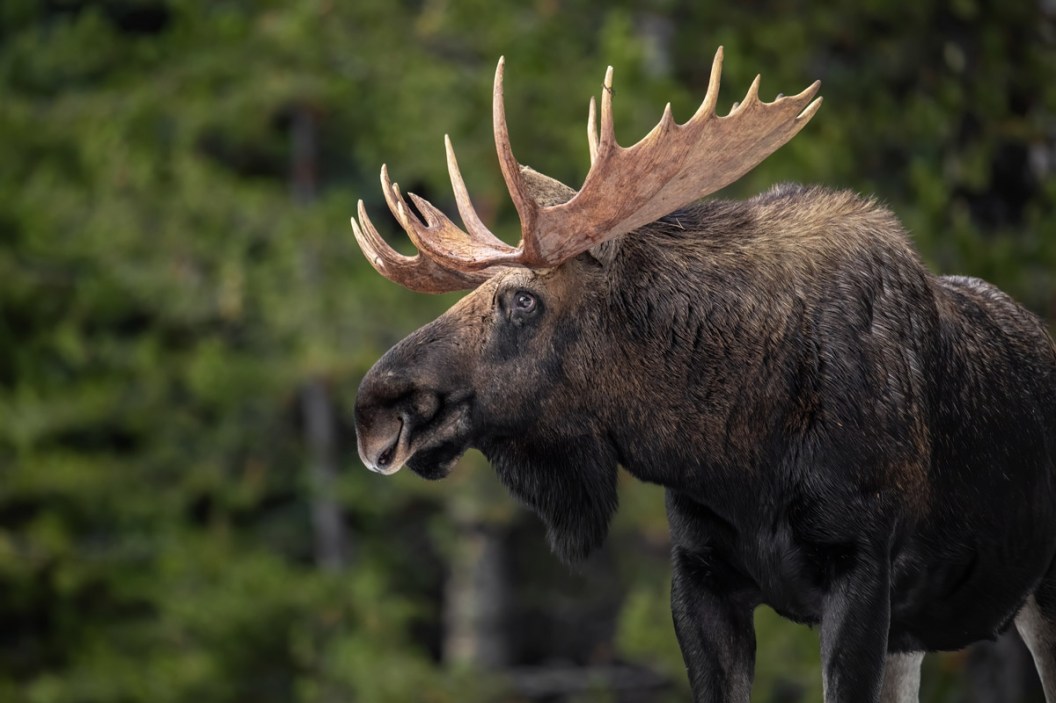 7 Best Hunts in Canada That You Should Add to Your Bucket List - Wide ...