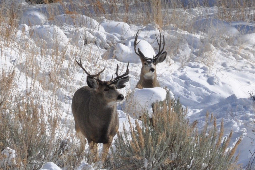 Reasons Why Deer Hunting Season is In the Fall - Wide Open Spaces