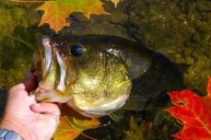 Do Bass Eat Turtles? Here's a Field Test to Find Out - Wide Open Spaces