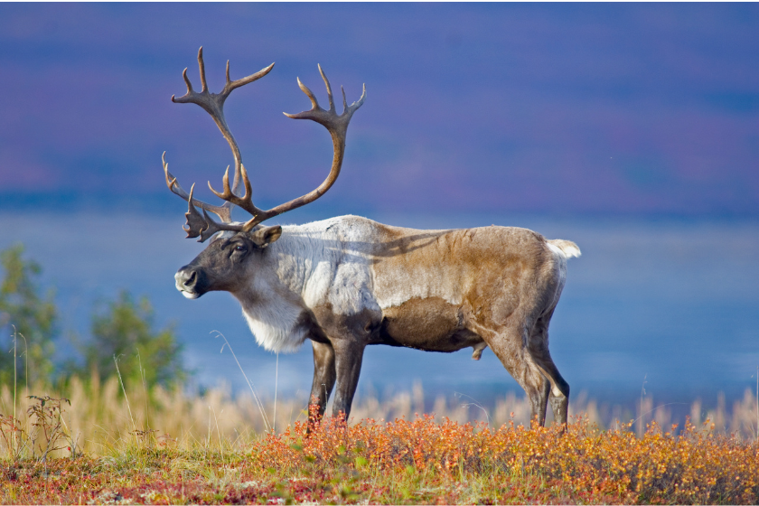 North American Game Animals: 12 Species for Your Bucket List