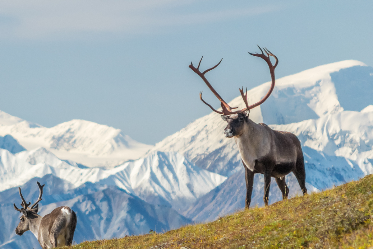 The 8 Toughest Animals to Hunt in North America - Petersen's Hunting