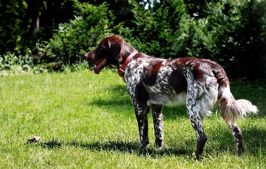 Long haired bird dog sales breeds