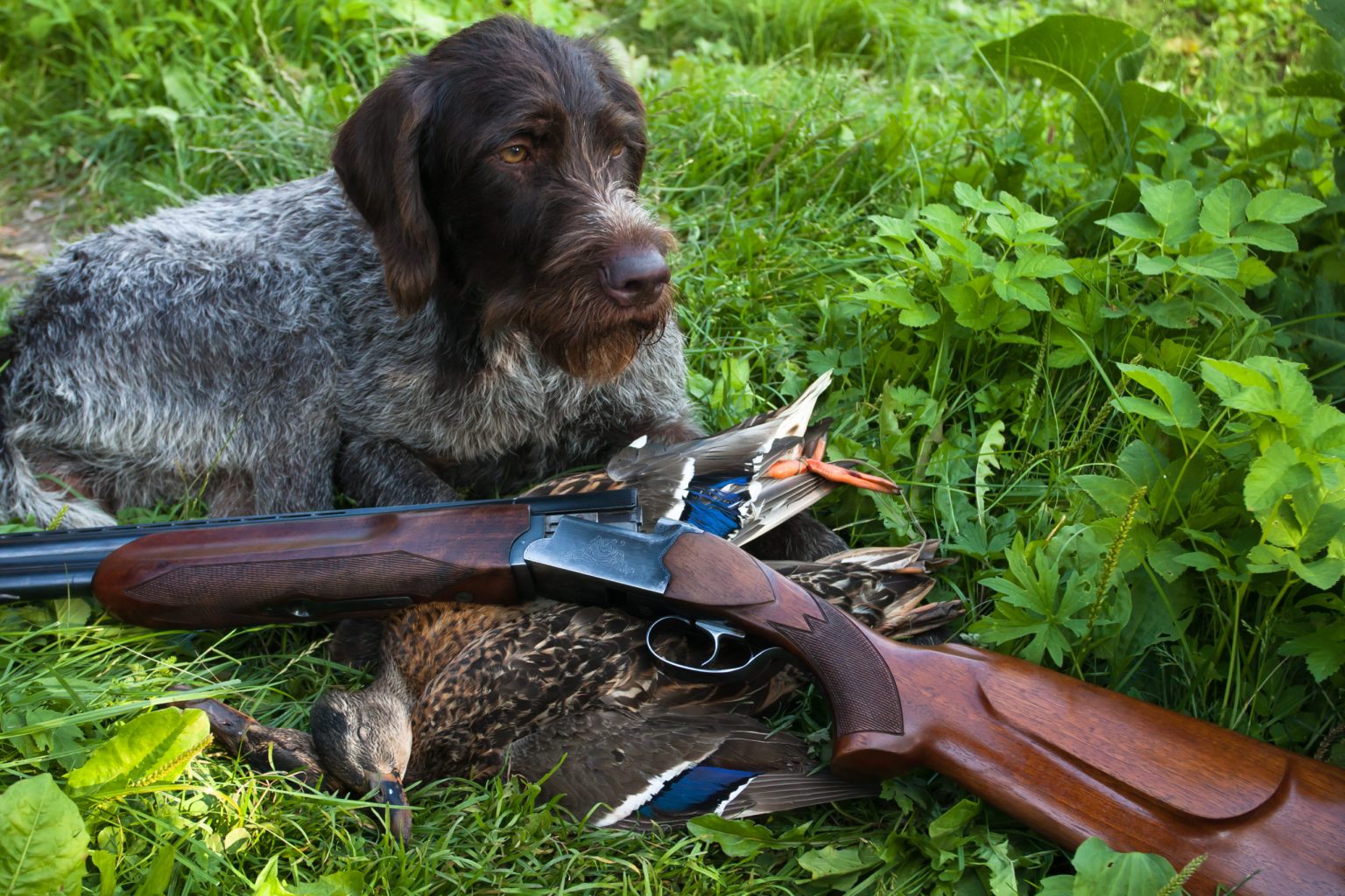 20-hunting-dog-breeds-that-make-the-best-field-companions