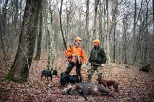 Hog Dogs: The Best Breeds for Hog Hunting - Wide Open Spaces