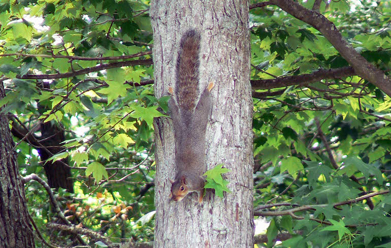 What I Got From My First Squirrel Hunts with My Dad - Wide Open Spaces