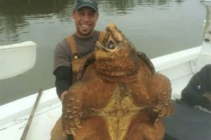 Alabama Man Catches Gigantic Alligator Snapping Turtle - Wide Open Spaces