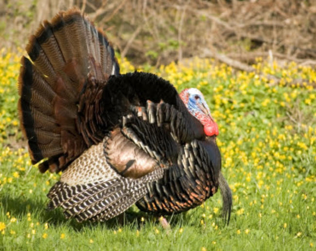 What Are the Different Wild Turkey Subspecies? - Wide Open Spaces