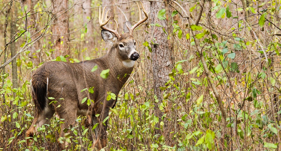 One of the Oldest Deer Ever Recorded in Vermont Was Killed in 2018 ...